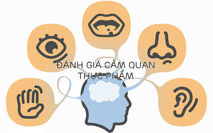 Đánh giá cảm quan thực phẩm là gì? 6 phương pháp đánh giá thông dụng