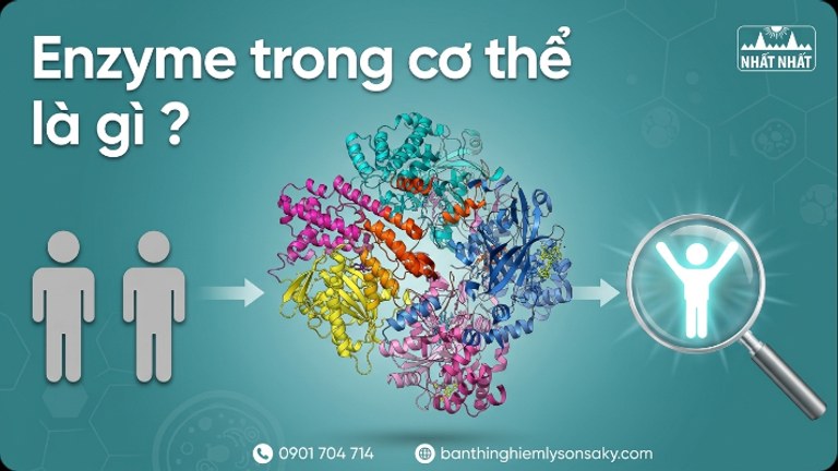 enzyme trong co the la gi tai sao chung quan trong